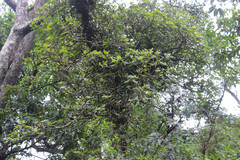 Medinilla malabarica